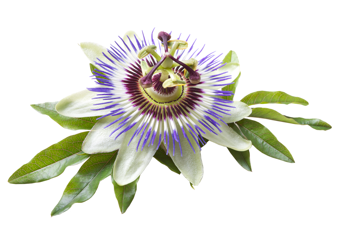 Passiflora